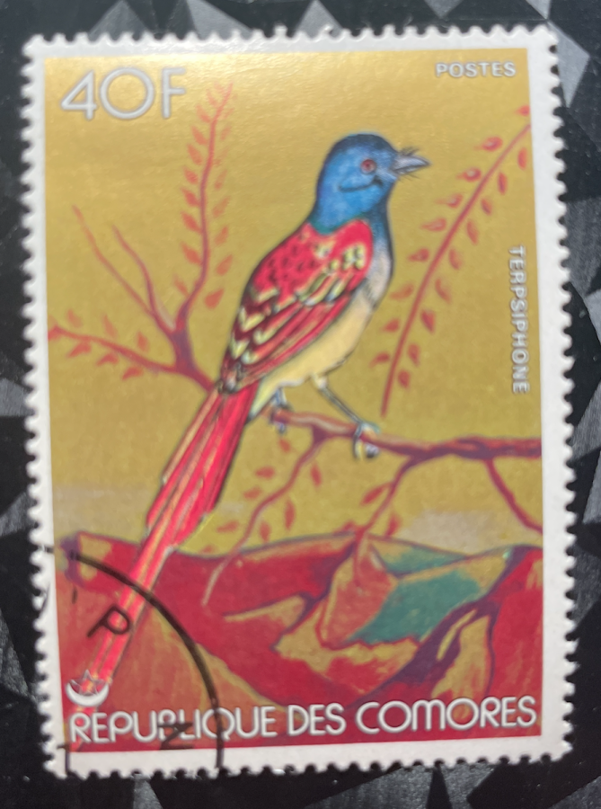 Série Oiseaux des Comores - Gobe-mouche de paradis / Terpsiphone