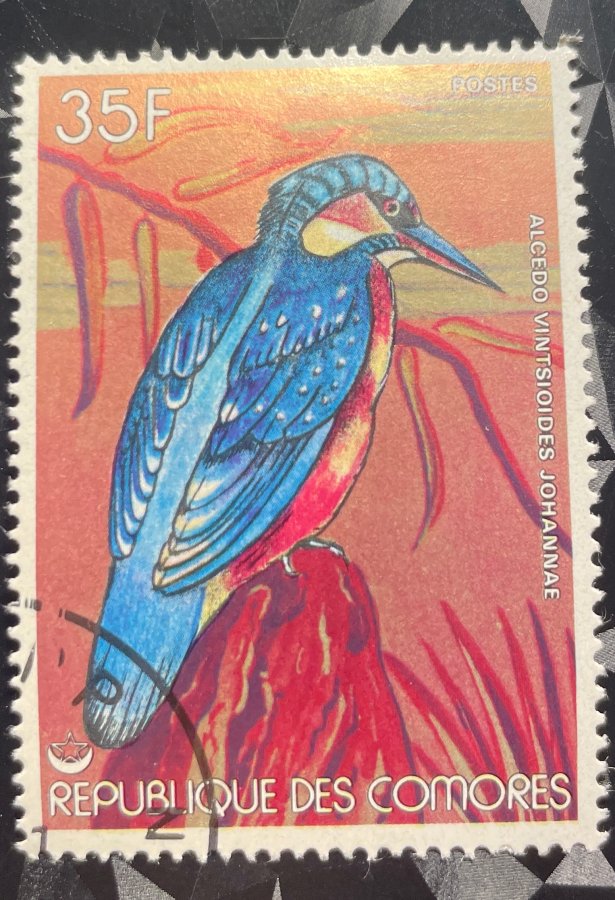 Martin-pêcheur de Madagascar (Alcedo vintsioides johannae)