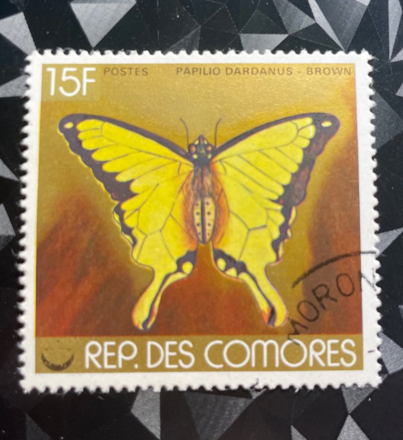 Papillon Papilio dardanus Brown