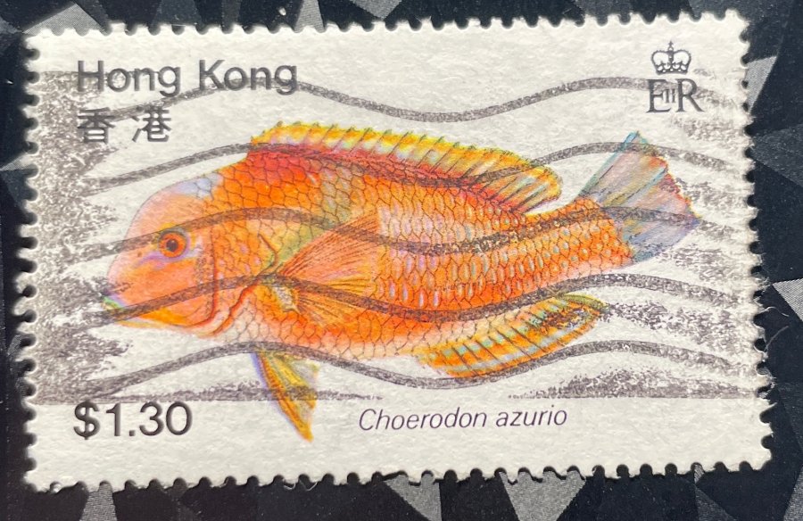 Série thématique « Poissons » - Labre azur (Choerodon azurio)