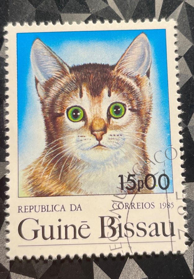 Série thématique « Chats domestiques » — Chaton de gouttière / Chat européen