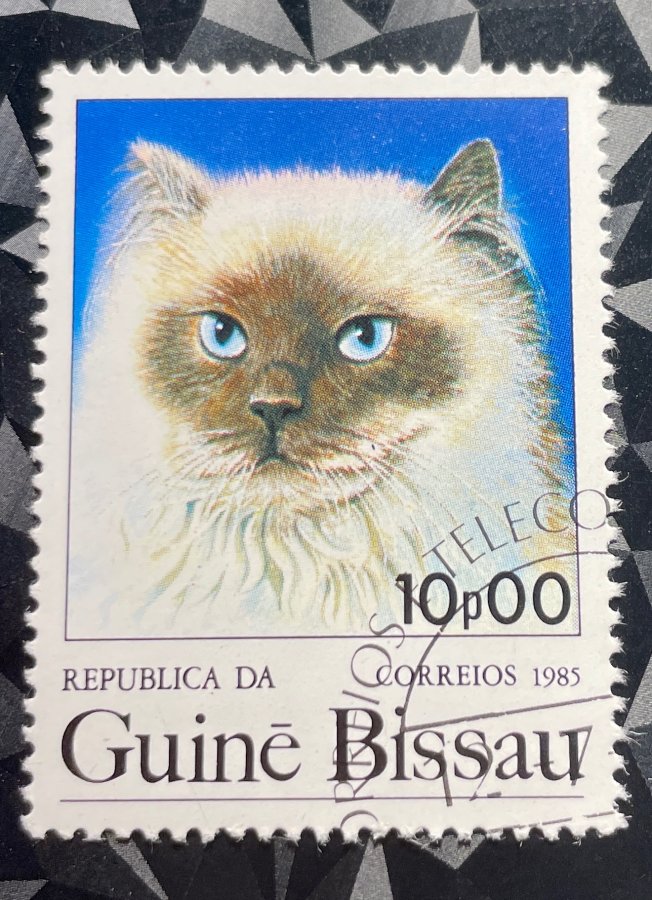 Série thématique « Chats domestiques » — Le Chat Balinais / Ragdoll