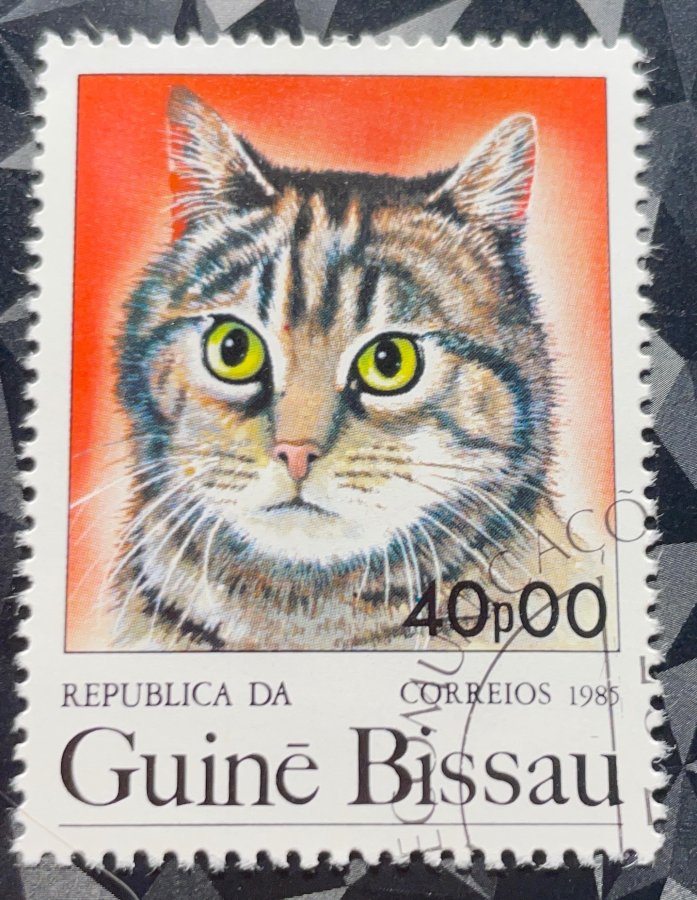 Série thématique « Chats domestiques » — Le Chat Européen / Chat Tigré (Domestic Cat)