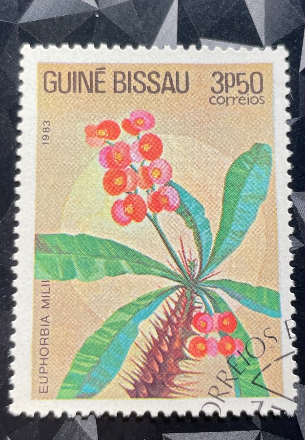 Série thématique « Fleurs locales » — L'Épine du Christ (Euphorbia milii)