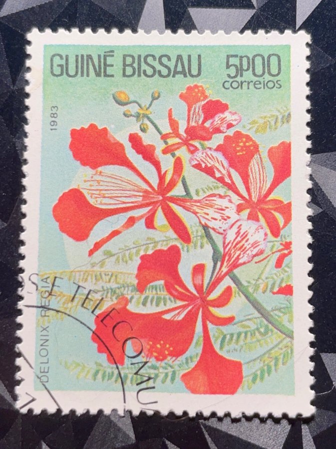 Série thématique « Fleurs locales » — Le Flamboyant (Delonix regia)